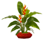 :) Plant Heliconia
