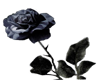 single black rose