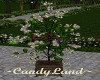 ~CL~CREAM POTTED PLANT