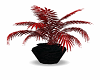 red fern plant