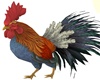 Rooster Pet F