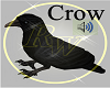 Crow fly + Sound