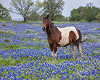 Texas Flowers Horse V2