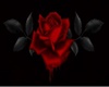LM Black Top rose
