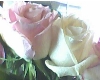 2 Roses