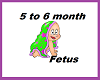 6Month Fetus