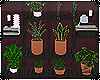 ∞| New Plants Shelf
