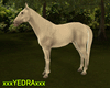 HORSE WHITE LOVE 2