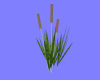 Cattails Grass