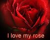 I love my rose