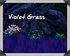Violet Grass