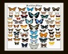 Butterflies 2 Sided Pic