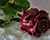 6v3| Red Rose 