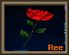 [R]RED ROSE