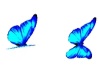 Animated Ice Butterflies