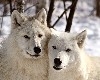 White wolf couple