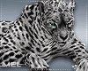 Mel*Leopard pet 2/Req.