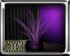 (M) Animate Purple Plant