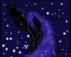 Stargazing Horse Picture