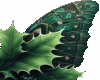 holly leaves wings