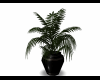 [dm] Potted Plant
