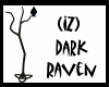 (IZ) Dark Raven