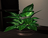 Modern Realistic Plant