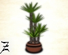 1st Yucca Plant