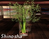 {DJ} S.P. Bamboo Plant