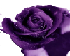 Purple Rose Sticker