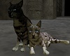 ! Anim8dSiblingCats