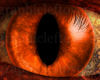 Orange Cat eyes