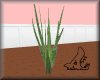 [SB] Aloe Vera Plant
