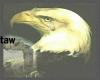 crying eagle