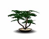 plant bonsai orient