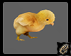 Baby Chick Animated