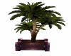 Pink Potted Palm Tree