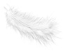 soft feather