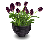 ~Tulip Bouquet~