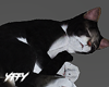Sleeping Cat