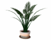 SN  Palm plant 3