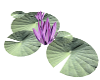 Purple Water Lillies