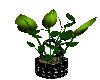 Plant In Bucket