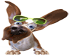 Cool Dog with Shades