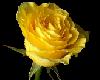 Yellow Rose 05
