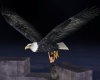 SG4 Flying Eagle