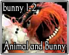 Animal and Bunny 