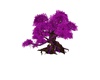trre,purple