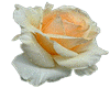 Creamy Yellow Rose