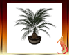 LH Palm Plant 2